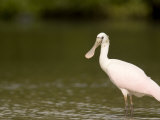 Roseate Spoonbill on a Mangrove Island  Tampa Bay  Florida