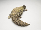 Prehansile Tailed Alligator Lizard  Sedgwick County Zoo  Kansas