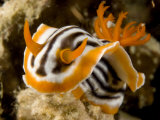Nudibranch Crawls over the Reef  Malapascua Island  Philippines