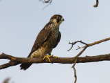 Peregrine Falcon Perches in a Tree  Bombay Hook  Delaware