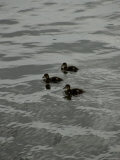 Mallard Ducklings in the Water  Mystic  Connecticut