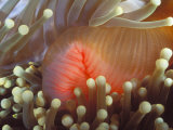 Purple Magnificent Sea Anemone Heteractis Magnifica Home to Clown Fish  Solomon Islands