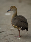 Plumed Tree Duck at the Sedgwick County Zoo