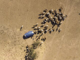 Nomad Camp and a Small Herd of Cattle in Central Chad