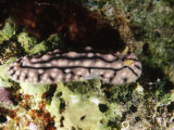 Nudibranch Sea Slug Phyllidia Sp  Lau islands  Fiji
