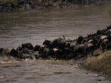 Migrating Wildebeeste Herd Stampedes Across the Mara River