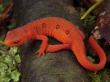 Red Eft Crawls on the Forest Floor