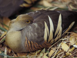 Plumed Whistling Duck with Beautiful Feather Markings  Resting  Australia