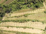 Mais is Hand Harvested Just West of Eldoret in the Rift Valley  Kenya
