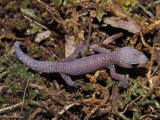 Mauve and White Dots Line a Young Spotted Velvet Gecko on Moss  Australia