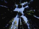 Redwood Trees in Lady Bird Johnson Memorial Grove  California