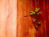 Plant Growing in Crack in Red Wall of Ming Dynasty Chinese Mausoleum  China