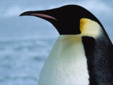 Portrait of an Emperor Penguin in Profile