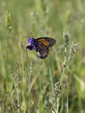Monarch Butterfly on a Wildflower  California