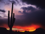 Storm Clouds Pass over a Saguaro Catus near Phoenix  Arizona