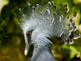 Victoria Crowned Pigeon Portrait