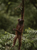 Orangutan Holding Onto a Tree Branch above It's Head
