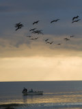 North Carolina Fishermen Cast Nets under Flock of Pelicans at Sunset