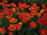 Tulips Bloom