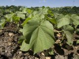 Soybean Field in Nebraska