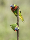 Two Captive Rainbow Lorikeets  Singapore