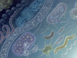 Painting of 17 Types of Bacteria by Jane Hurd