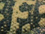 The Skin of a Gila Monster from Omaha's Henry Doorly Zoo  Omaha Zoo  Nebraska