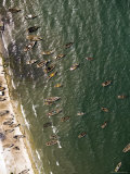 Small Dhow Fishing Boats in Mocimboa Da Praia  Coastal Mozambique