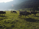 Switzerland  Appenzell  Cows Grazing in Field  Side View