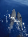 Pacific Spotted Dolphins Swim Off the Kona Coast of Hawaii