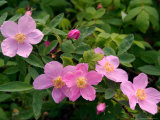 Soft Light on Nookta Rose  Alaska