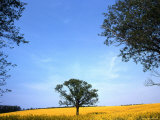 Lone Tree Stands in a Field of Yellow Flowers  Oregon