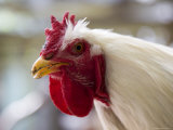 Red Headed Rooster with White Feathers