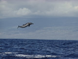 Pacific Spotted Dolphin Leaping into the Air  Hawaii