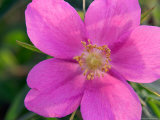Soft Light on Nootka Rose  Alaska