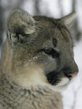 Portrait of a Mountain Lion