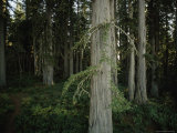 Redwood Tree Trunks  California