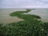 Raft of Water Hyacinths Floats in Atchafalaya Delta Waters