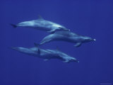 Pacific Spotted Dolphins  Hawaii