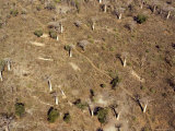 Slashed and Burned Baobab Forest near Kirindy-Mitea National Park  Madagascar