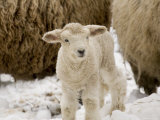 Lamb in the Snow  Massachusetts