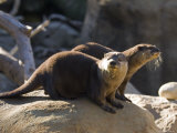 Pair of Asian Smalled-Clawed Otters  Santa Barbara  California