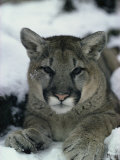 Portrait of a Mountain Lion in the Snow
