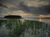 Marsh Plants and Clouds in the Atchafalaya at Twilight