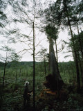 Lumberman Cuts an Old Growth Red Cedar Tree