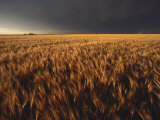 Summer Thunder Storm Approaches Wheat Field  Kansas