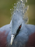 Victoria Crowned Pigeon  Native to New Guinea  Singapore