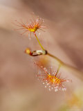 Tall Carnivorous Sundew Flower  Yellingbo Nature Reserve  Australia