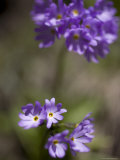 Macro Image of Purple Flowers in a Chinese Forest  Shennongjia  China