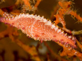 Spindle Cowrie Snail Camouflaged on a Sea Fan  Bali  Indonesia